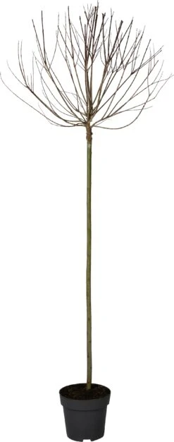 Bonte Wilg Op Stam (Salix Integra 'Hakuro Nishiki') D 27 H 180 Cm