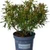 Rhododendron (Rhododendron Inkarho 'Grazeasy') D 23 H 30 Cm -PlantenPuur Verkoopwinkel 8720196660810 0