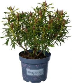 Rhododendron (Rhododendron Inkarho 'Grazeasy') D 23 H 30 Cm