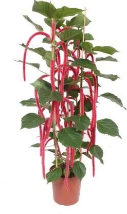 Kattenstaart (Acalypha Hispida) D 30 H 180 Cm