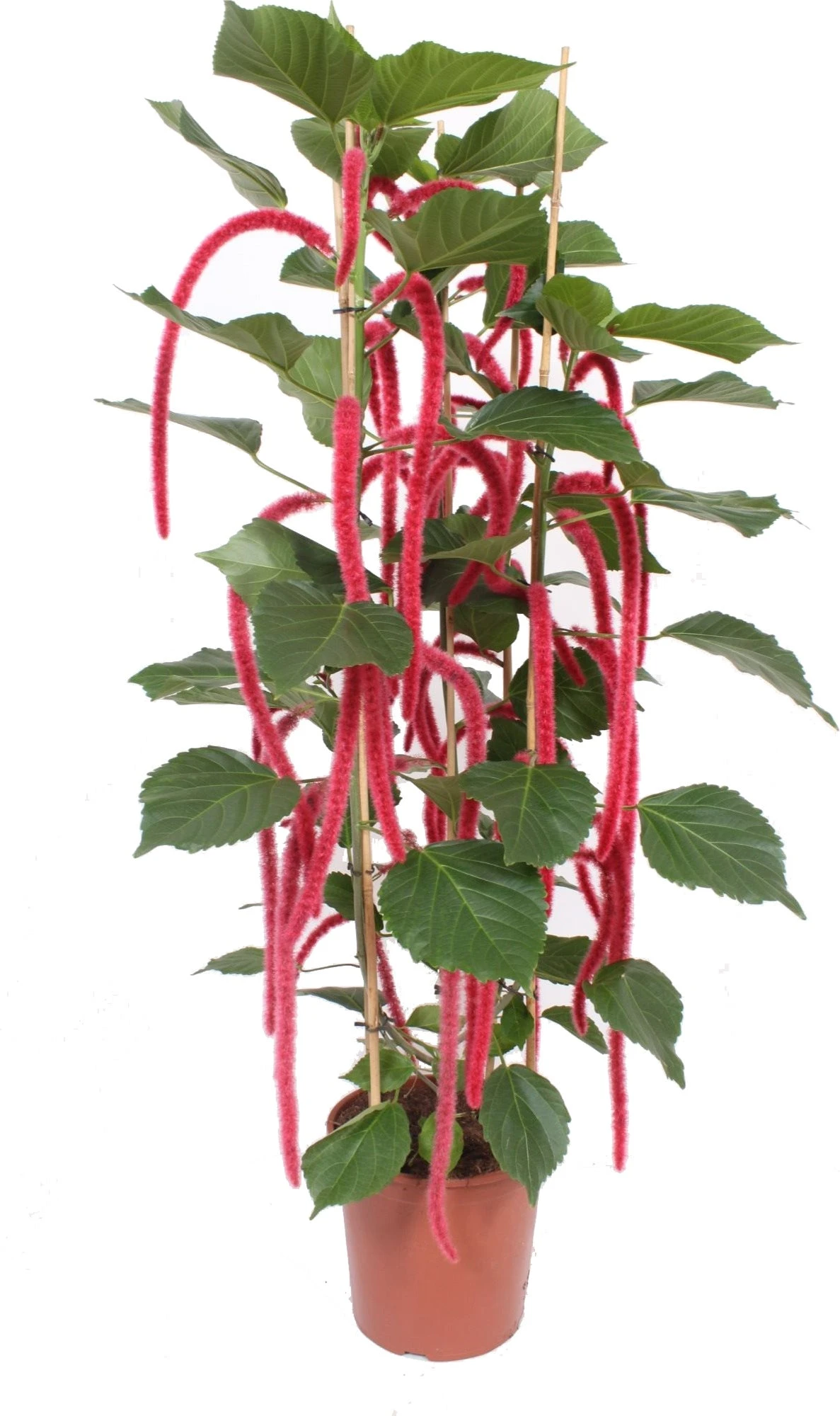 Kattenstaart (Acalypha Hispida) D 30 H 180 Cm 3 Kattenstaart (Acalypha Hispida) D 30 H 180 Cm