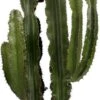 Cowboycactus (Euphorbia Erytrea ) D 40 H 160 Cm 1 Cowboycactus (Euphorbia Erytrea ) D 40 H 160 Cm -PlantenPuur Verkoopwinkel 8720196663316