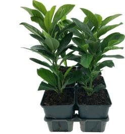 Laurierkers In Sixpack (Prunus Laurocerasus) D 9 H 30 Cm