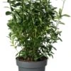 Japanse Kardinaalsmuts (Euonymus Japonicus 'Himalaya') D 23 H 50 Cm -PlantenPuur Verkoopwinkel 8720196671083 0