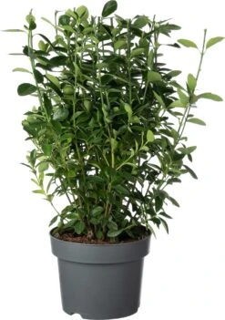 Japanse Kardinaalsmuts (Euonymus Japonicus 'Himalaya') D 23 H 50 Cm