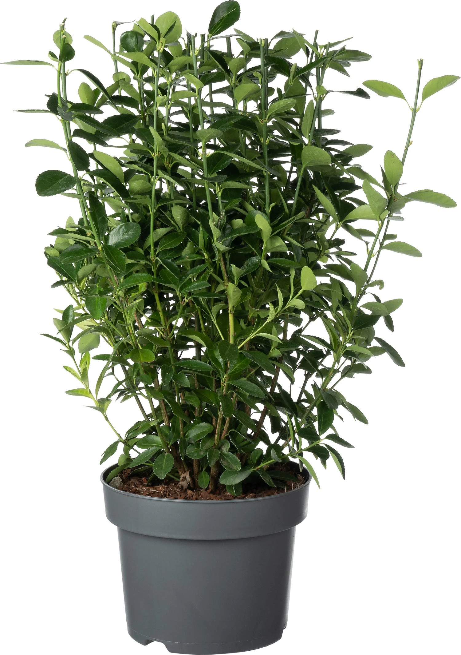 Japanse Kardinaalsmuts (Euonymus Japonicus 'Himalaya') D 23 H 50 Cm 3 Japanse Kardinaalsmuts (Euonymus Japonicus 'Himalaya') D 23 H 50 Cm