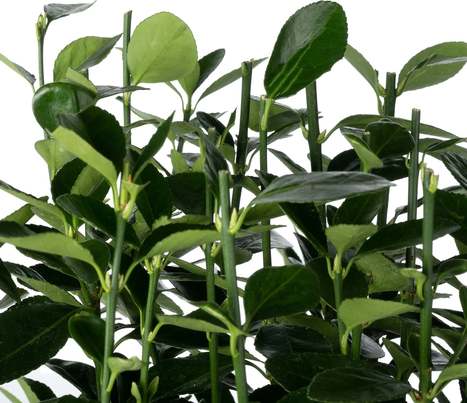 Japanse Kardinaalsmuts (Euonymus Japonicus 'Himalaya') D 23 H 50 Cm 4 Japanse Kardinaalsmuts (Euonymus Japonicus 'Himalaya') D 23 H 50 Cm - Afbeelding 2