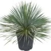 Palmlelie (Yucca Rostrata) D 36 H 60 Cm -PlantenPuur Verkoopwinkel 8720196678204