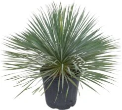 Palmlelie (Yucca Rostrata) D 36 H 60 Cm