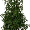 Portugese Laurier (Prunus Lusitanica 'Angustifolia') D 23 H 80 Cm 1 Portugese Laurier (Prunus Lusitanica 'Angustifolia') D 23 H 80 Cm -PlantenPuur Verkoopwinkel 8720196679034 0