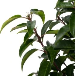 Portugese Laurier (Prunus Lusitanica 'Angustifolia') D 23 H 80 Cm -PlantenPuur Verkoopwinkel 8720196679034 1