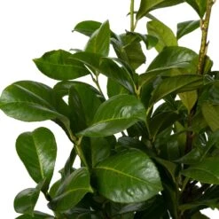 Laurierkers (Prunus Laurocerasus 'Rotundifolia') D 30 H 80 Cm
