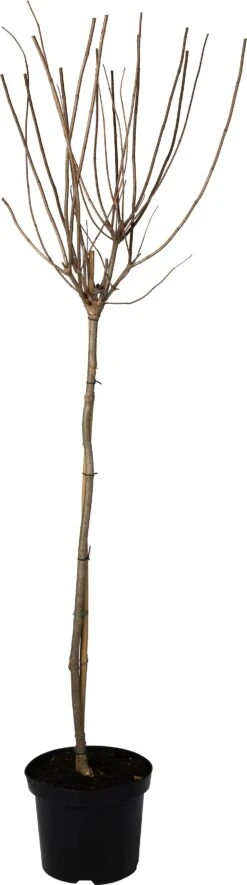 Pluimhortensia (Hydrangea Paniculata 'Phantom') D 27 H 90 Cm