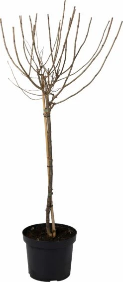 Pluimhortensia (Hydrangea Paniculata 'Limelight') D 27 H 60 Cm