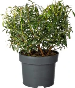 Rotsheide (Pieris Japonica 'Flaming Silver') D 23 H 30 Cm