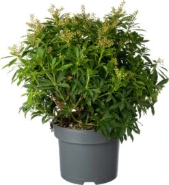 Rotsheide (Pieris Japonica 'Purity') D 23 H 30 Cm