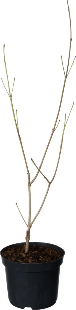 Japanse Kornoelje (Cornus Kousa) D 17 H 40 Cm