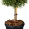 Zwarte Den (Pinus Nigra 'Green Pearl'®) D 23 H 65 Cm -PlantenPuur Verkoopwinkel 8720196710492 0