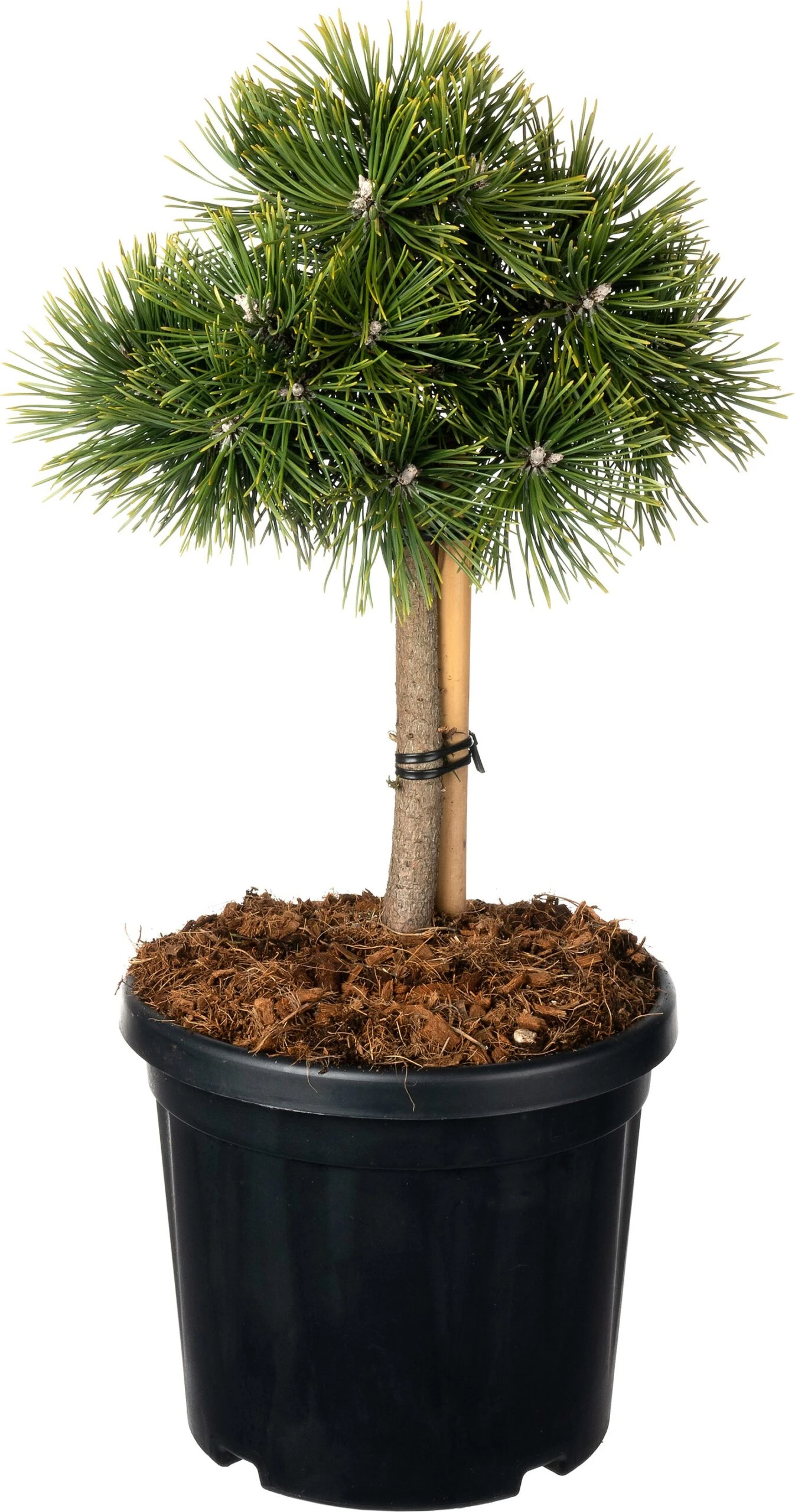 Zwarte Den (Pinus Nigra 'Green Pearl'®) D 23 H 65 Cm 3 Zwarte Den (Pinus Nigra 'Green Pearl'®) D 23 H 65 Cm
