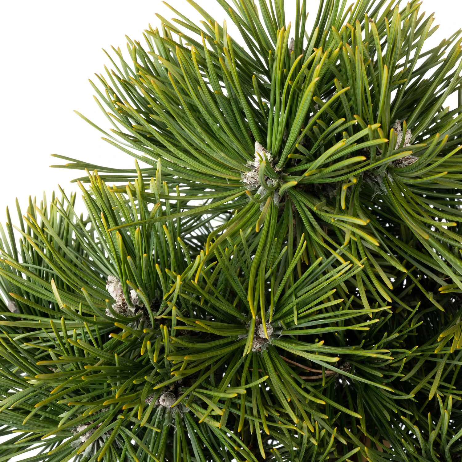 Zwarte Den (Pinus Nigra 'Green Pearl'®) D 23 H 65 Cm 4 Zwarte Den (Pinus Nigra 'Green Pearl'®) D 23 H 65 Cm - Afbeelding 2