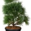 Langnaaldige Pijnboom (Pinus Schwerinii 'Wiethorst') D 38 H 60 Cm 2 Langnaaldige Pijnboom (Pinus Schwerinii 'Wiethorst') D 38 H 60 Cm -PlantenPuur Verkoopwinkel 8720196710508 0