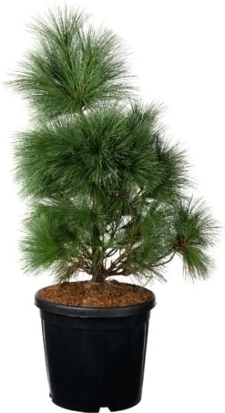 Langnaaldige Pijnboom (Pinus Schwerinii 'Wiethorst') D 38 H 60 Cm
