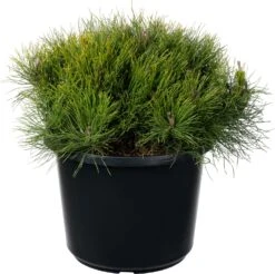 Bergden (Pinus Mugo 'Pumilio') D 30 H 35 Cm