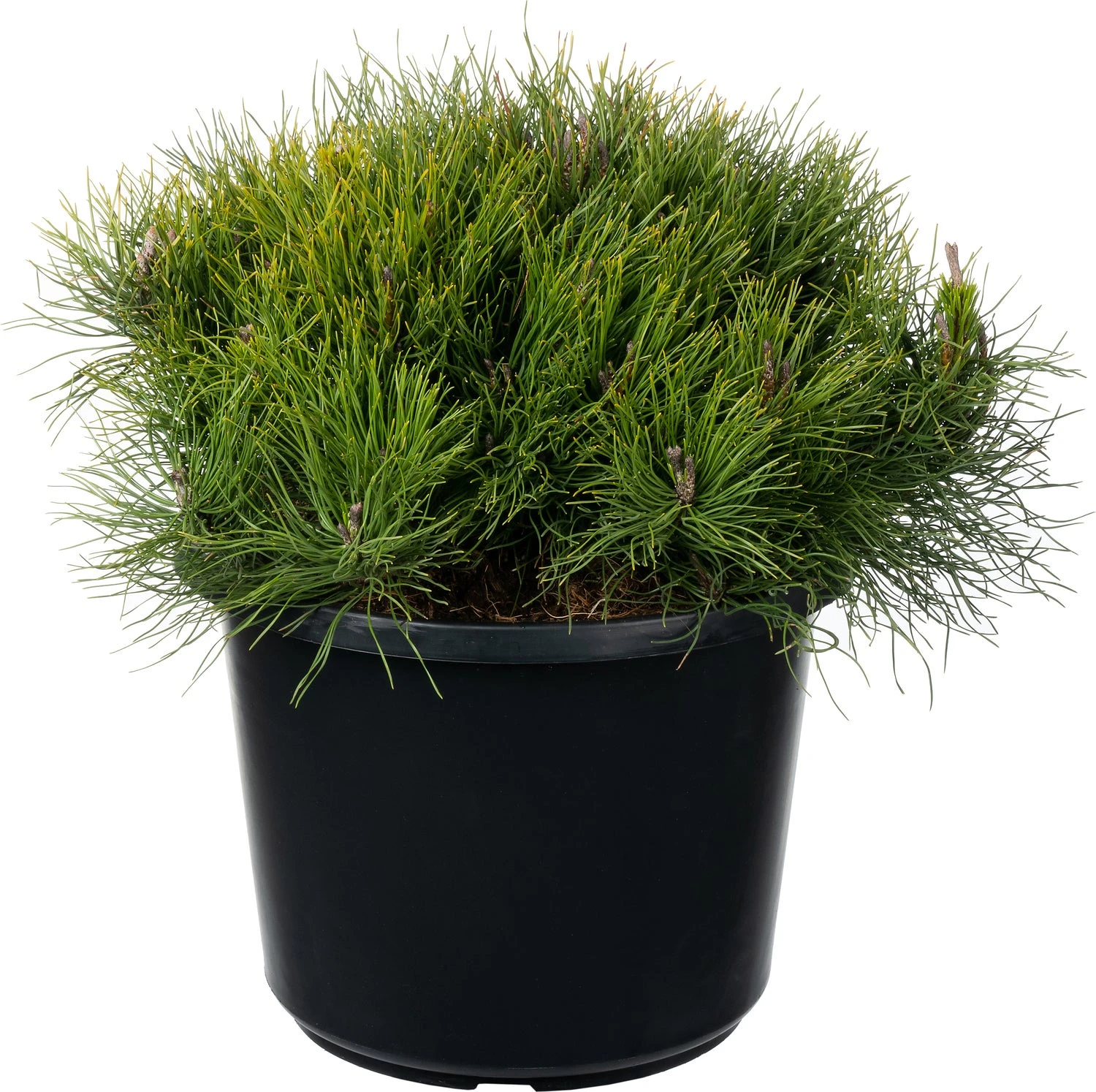 Voorkant -PlantenPuur Verkoopwinkel 8720196710515 0