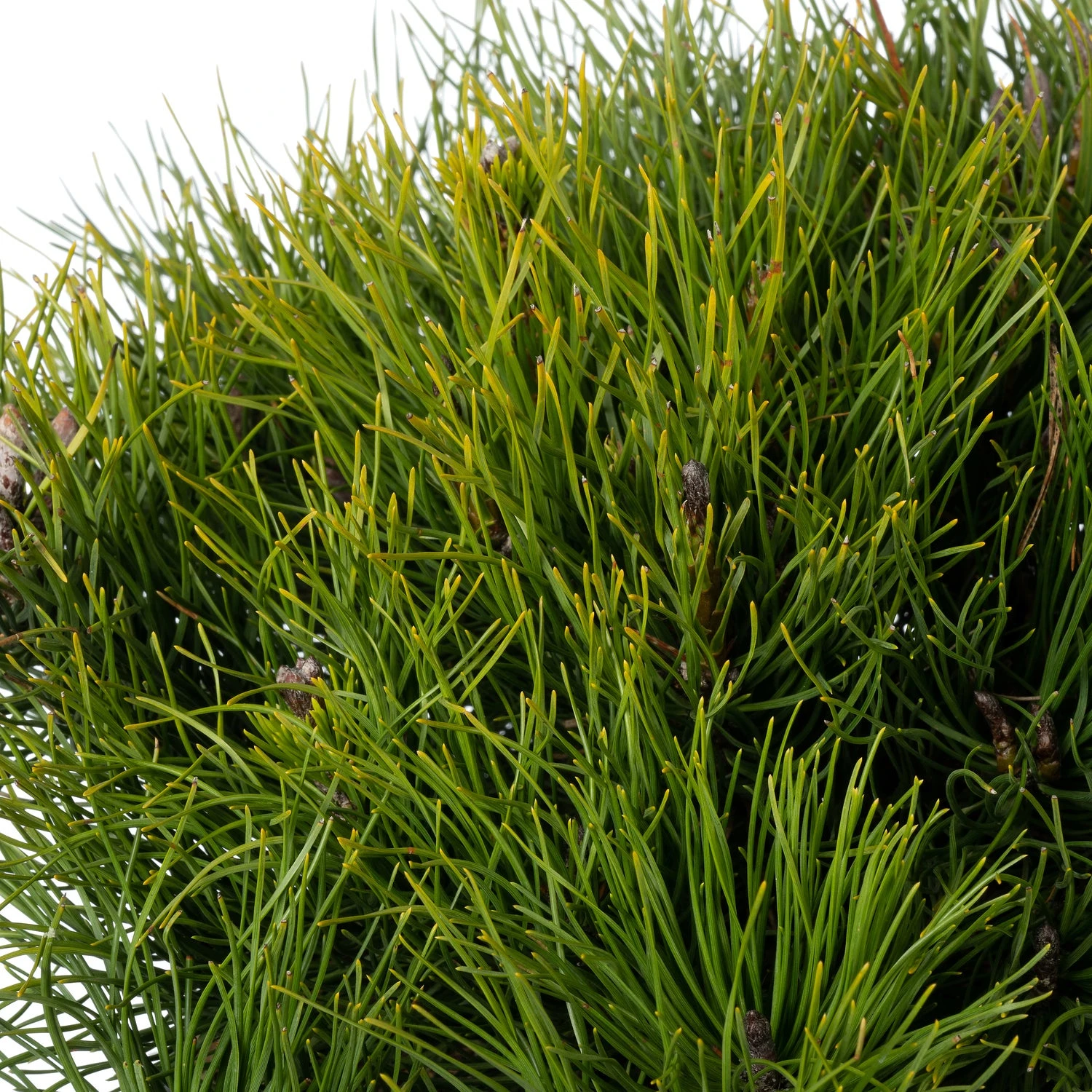 Voorkant -PlantenPuur Verkoopwinkel 8720196710515 1