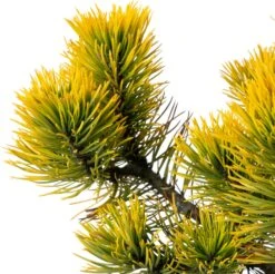 Bergden (Pinus Mugo 'Carsten's Wintergold') D 23 H 80 Cm