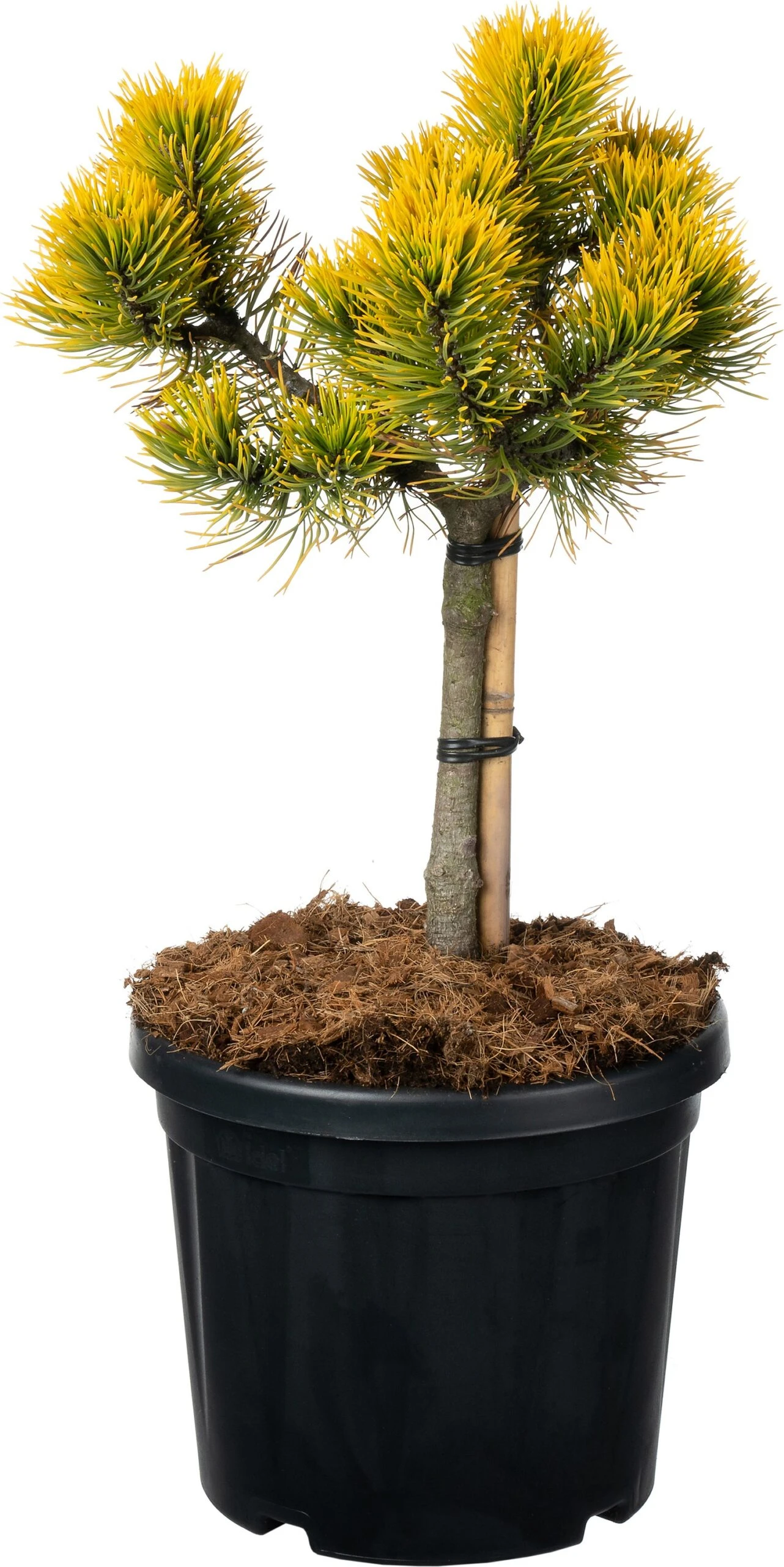 Bergden (Pinus Mugo 'Carsten's Wintergold') D 23 H 80 Cm 4 Bergden (Pinus Mugo 'Carsten's Wintergold') D 23 H 80 Cm - Afbeelding 2