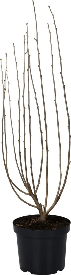 Chinese Roos (Hibiscus Syriacus 'Pink Giant') D 27 H 60 Cm