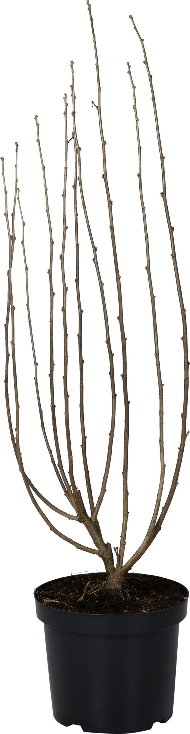 Chinese Roos (Hibiscus Syriacus 'Pink Giant') D 27 H 60 Cm 3 Chinese Roos (Hibiscus Syriacus 'Pink Giant') D 27 H 60 Cm