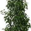 Portugese Laurier (Prunus Lusitanica 'Angustifolia') D 30 H 80 Cm 1 Portugese Laurier (Prunus Lusitanica 'Angustifolia') D 30 H 80 Cm -PlantenPuur Verkoopwinkel 8720196710683 0