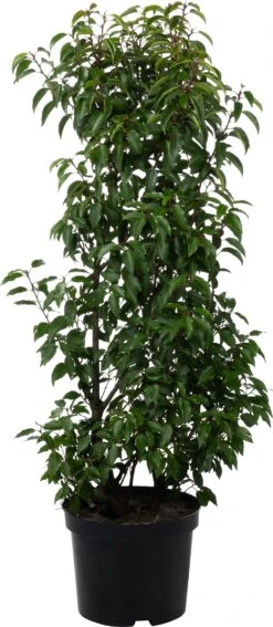 Portugese Laurier (Prunus Lusitanica 'Angustifolia') D 30 H 80 Cm