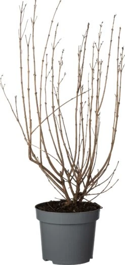 Sering (Syringa Blooming) D 22 H 50 Cm