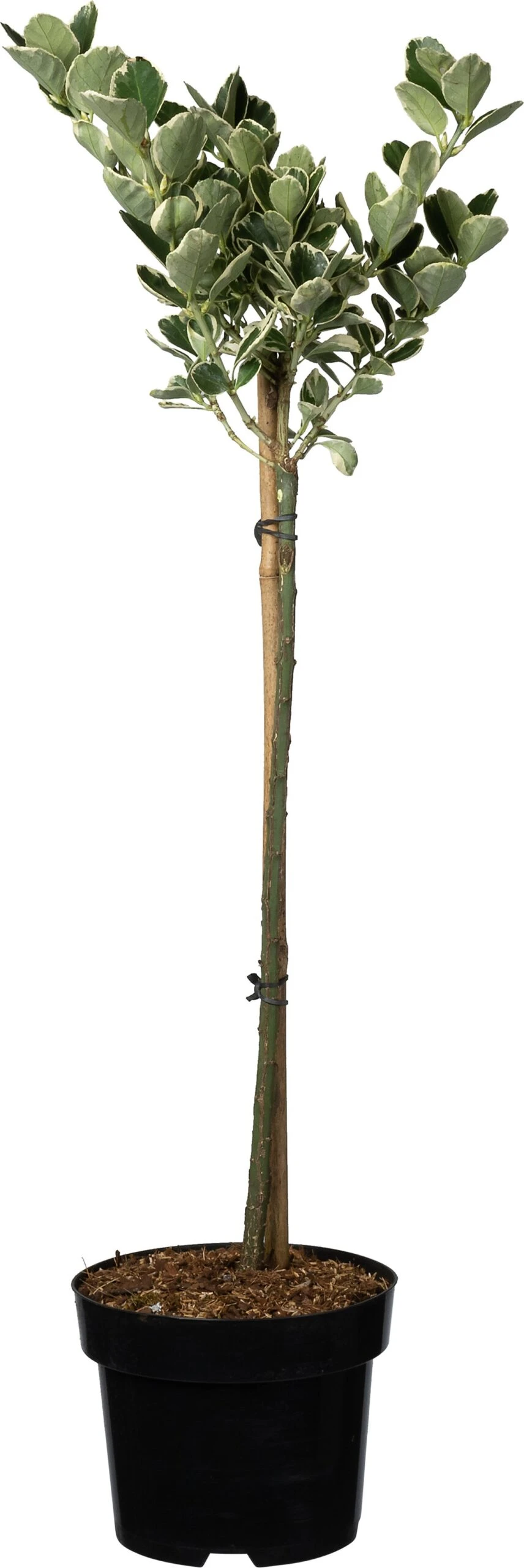 Japanse Kardinaalsmuts Op Stam (Euonymus Japonicus 'Kathy') D 21 H 90 Cm 3 Japanse Kardinaalsmuts Op Stam (Euonymus Japonicus 'Kathy') D 21 H 90 Cm