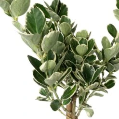 Japanse Kardinaalsmuts Op Stam (Euonymus Japonicus 'Kathy') D 21 H 90 Cm 5 Japanse Kardinaalsmuts Op Stam (Euonymus Japonicus 'Kathy') D 21 H 90 Cm -PlantenPuur Verkoopwinkel 8720196711826 1