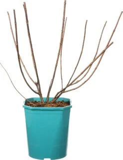 Pluimhortensia (Hydrangea Paniculata ‘Petite Lantern') D 21 H 25 Cm