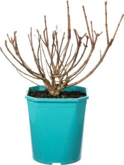 Pluimhortensia (Hydrangea Paniculata ‘Petite Polestar') D 21 H 25 Cm