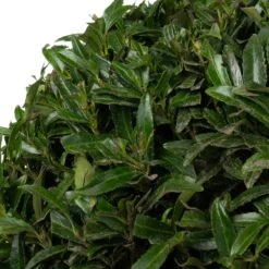 Laurierkers In Bolvorm (Prunus Laurocerasus 'Filigrow Sofia') D 27 H 65 Cm -PlantenPuur Verkoopwinkel 8720196711871 1