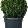 Buxus (Buxus Sempervirens) D 32 H 35 Cm -PlantenPuur Verkoopwinkel 8720196712984 0