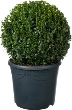 Buxus (Buxus Sempervirens) D 32 H 35 Cm