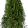 Levensboom (Thuja Occidentalis 'Smaragd') D 23 H 80 Cm 1 Levensboom (Thuja Occidentalis 'Smaragd') D 23 H 80 Cm -PlantenPuur Verkoopwinkel 8720196713240 0