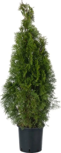 Levensboom (Thuja Occidentalis 'Smaragd') D 23 H 80 Cm