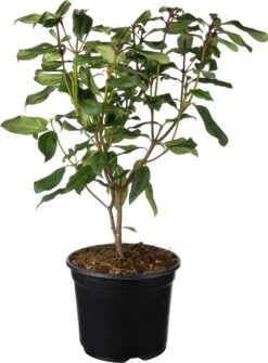 Sneeuwbal (Viburnum Globosum 'Jermyns Globe') D 19 H 55 Cm