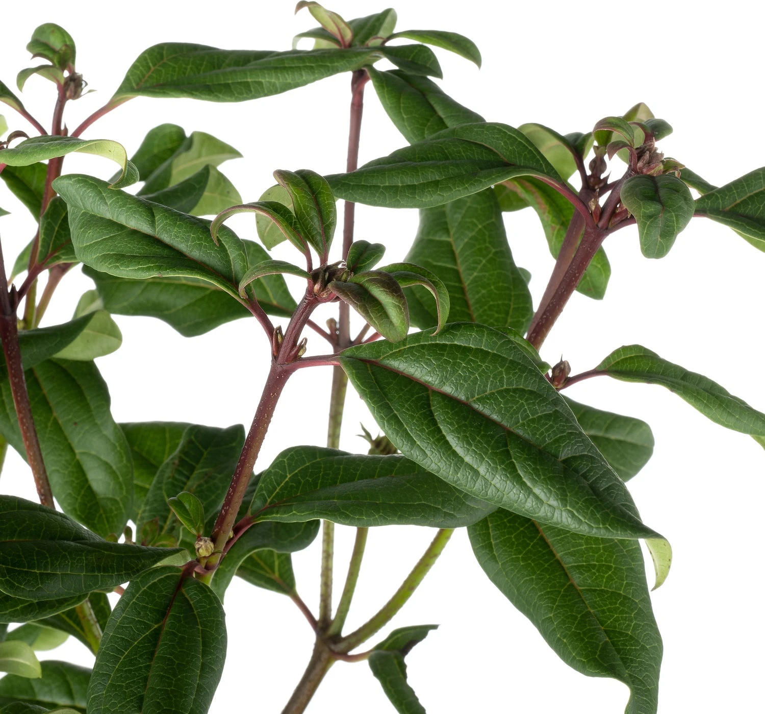 Sneeuwbal (Viburnum Globosum 'Jermyns Globe') D 19 H 55 Cm 4 Sneeuwbal (Viburnum Globosum 'Jermyns Globe') D 19 H 55 Cm - Afbeelding 2