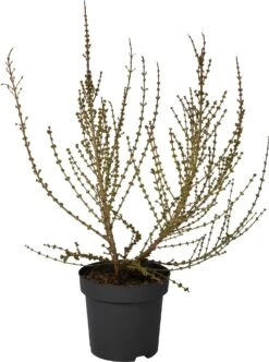 Chinees Klokje (Forsythia Intermedia ‘Mikador’  ) D 31 H 60 Cm