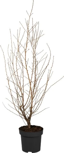 Japanse Sierkers (Prunus Nipponica 'Brillant') D 31 H 100 Cm