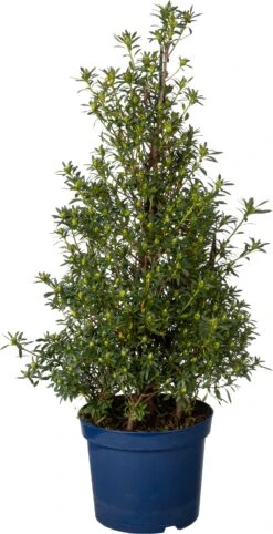 Japanse Azalea Piramide (Rhododendron Japonica 'Evergreen') D 17 H 65 Cm